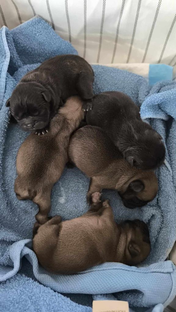 chiot Bouledogue français Du Domaine De La Lortière