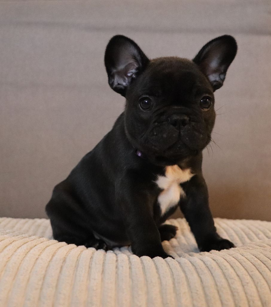 Du Domaine De La Lortière - Chiots disponibles - Bouledogue français